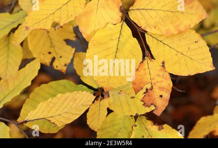 Autumn leaves on walkway. Fallen Autumn Leaves on the on the Sidewalk Paved with Gray Concrete Paving Stones and Grass Lawn Top View. Stock Photo