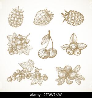 Hand Drawn Berries Vector Illustrations Collection. Cherry, Red-Ribes, Currant, Cranberry, Strawberry and Elderberry Sketches Set. Natural Food Stock Vector