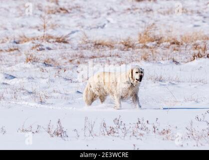 Platinum colored Golden Retriever dog running in fresh snow on a central Colorado Ranch; USA Stock Photo