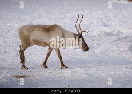 Caribou, Reindeer (Rangifer tarandus), Calgary, Calgary Zoo, Alberta, Canada Stock Photo