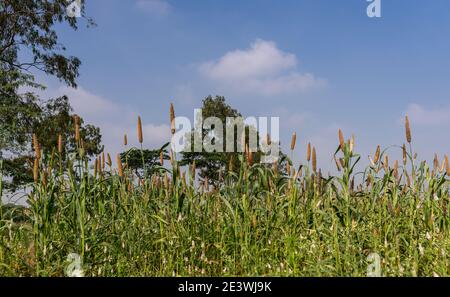 Halagere, Karnataka, India - November 6, 2013: Brown finger millet stalks stick out above the green undergrow against blue cloudscape. Stock Photo