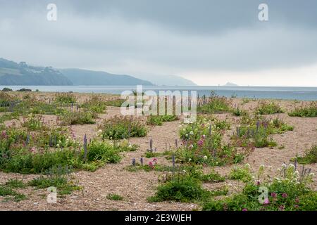 Slapton Sands in South Devon, SSI, wild flowers growing in the sandy beach. Stock Photo