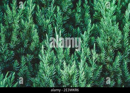 Juniper plant as coniferous botanical textured background Stock Photo