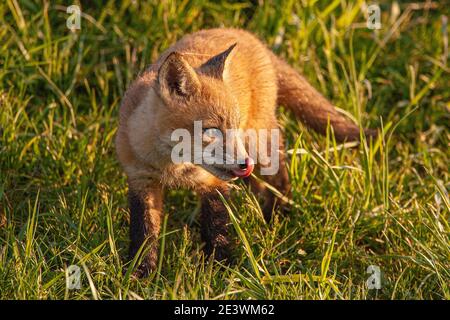 Red Fox kit (Vulpes vulpes) in Pennsylvania field. Stock Photo