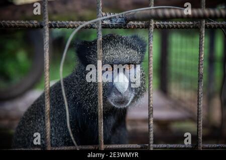 Portrait of a Cercopithecus kandti, a type of monkey, locked up in a cage.  Animal rights concept Stock Photo