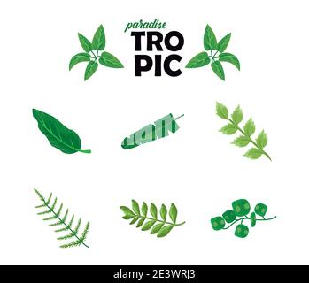 bundle of eight leaves plants green nature icons and tropic lettering vector illustration design Stock Vector