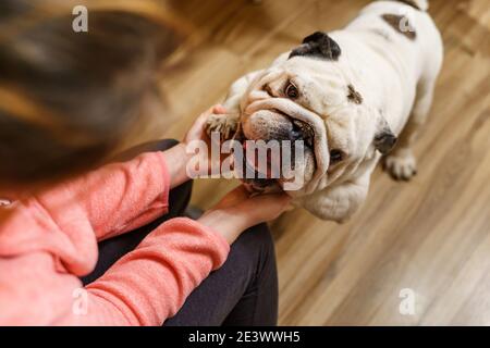 Close up on hands of unknown caucasian woman playing with her dog at home - female and her senior old english bulldog pet having fun together Stock Photo