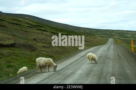 Goats walking on the dirt road in the summer near Northeast Iceland Stock Photo