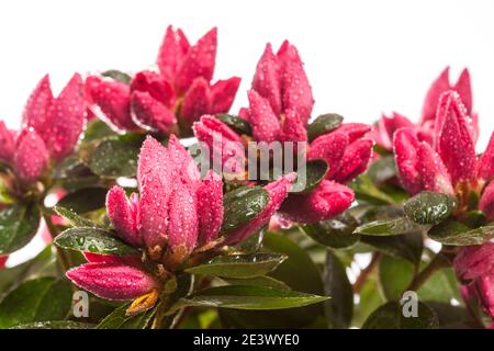 Azalea, Fönsterazalea (Rhododendron simsii) Stock Photo