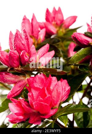 Azalea, Fönsterazalea (Rhododendron simsii) Stock Photo