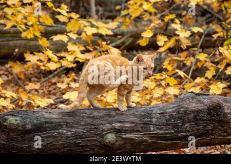 An orange tabby cat scratches itself while sitting on a log in a forest near Spencerville, Indiana, USA. Stock Photo