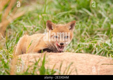 Red Fox (Vulpes vulpes) kit Stock Photo