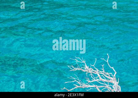 Top view on crystal clear turquoise waters with sand underneath. A lonely dry tree with white branches on right hand. Beautiful natural holiday Stock Photo