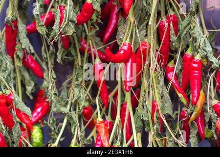 Red fresh chili peppers are hanging on branches full with green old leafs. Vegetables are left for air drying. Natural and colorful food background Stock Photo
