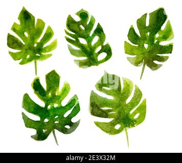 Hand drawn watercolor tropical plants set. Stock Photo