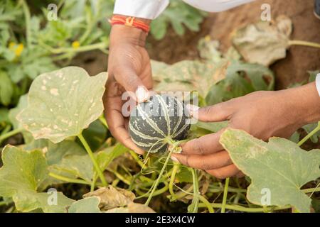 Closeup of farmer hand inspecting or holding unripe muskmelon or sugar melon from before harvesting, organic farming and agriculture concept. Stock Photo