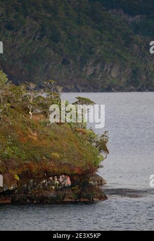 Nothofagus-forested hillsides, Chilean fjords from Navimag Ferry (Puerto Natales to Puerto Montt) 6th Jan 2016 Stock Photo