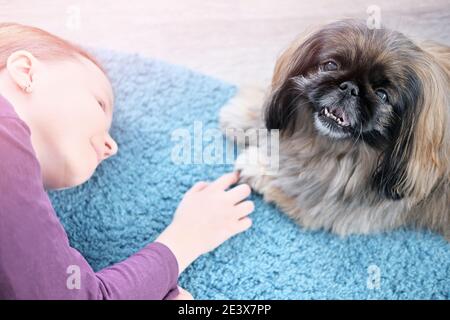 teenage girl playing with pekingese dog. happy dog looking at camera. pet adoption and pet care concept. Stock Photo