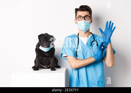Funny black pug dog wearing medical mask, sitting near handsome veterinarian doctor putting on gloves for examination, white background Stock Photo