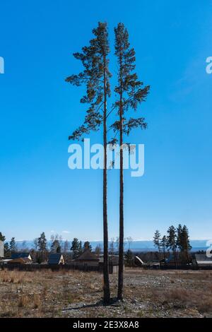 Two tall slender trees stand alone in field on the outskirts of the village against the backdrop of clear blue sky. The concept of loneliness together Stock Photo