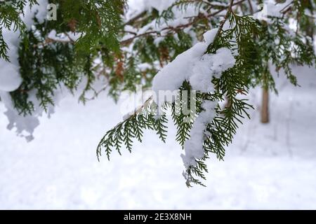 Icy snow weighs down the branches of a northern white cedar tree in the winter. Stock Photo