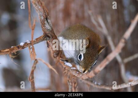 A North American red squirrel on a tree branch looks on curiously with its head lowered and cocked to the side from its perch on a tree branch in a cl Stock Photo