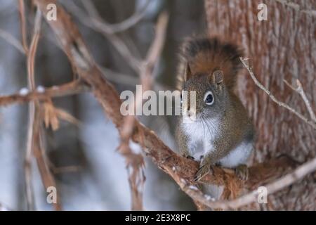 An alert North American red squirrel clings to a thin branch on a tree in winter. Stock Photo