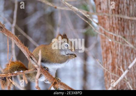 A North American red squirrel sits on a branch in winter, holding a sunflower seed in its paws. Stock Photo