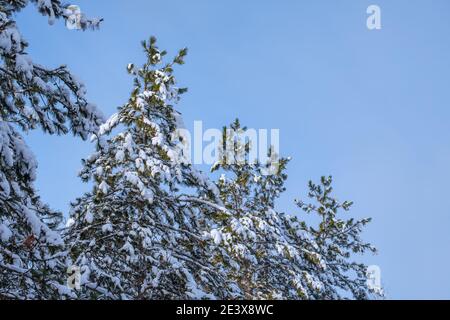 The snowy tops of pine trees descend in height in this low-angle view of the evergreens and blue sky in winter. Stock Photo
