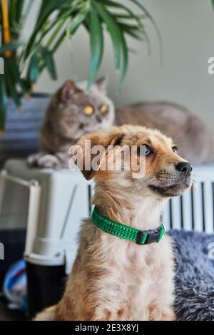 A cute white ginger puppy is sitting on its bed and a British cat in the back out of focus. Stock Photo
