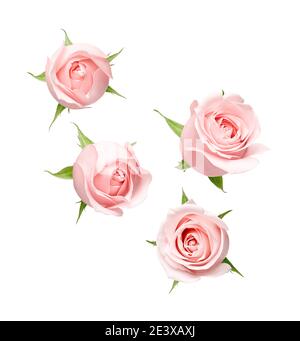 Different angle of pink rose isolated on white background Stock Photo