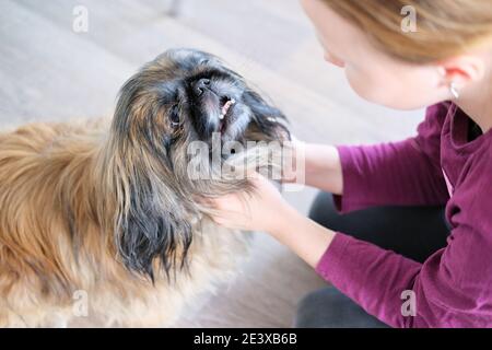 teenage girl playing with pekingese dog. happy dog looking at the girl. pet adoption and pet care concept. Stock Photo