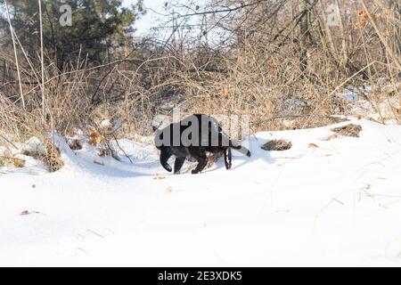 The black cat goes into the woods in winter. Cat and snow, snowy landscape, forest Stock Photo