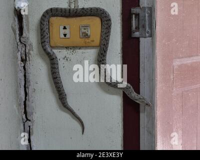 The Banded kukri snake ( Oligodon fasciolatus ) on electrical socket  on old gray wall, ,Black stripes on the body of gray reptile, Poisonous reptile Stock Photo