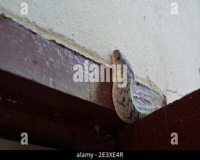 The Banded kukri snake ( Oligodon fasciolatus ) on red wooden door at old gray wall, ,Black stripes on the body of gray reptile, Poisonous reptile Stock Photo