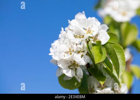 white apple blossom on blue sky, beautiful spring easter background. Springtime. Stock Photo