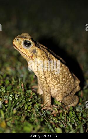 Cane Toad Rhinella marina formerly Bufo marinus - female Stock Photo