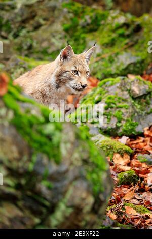 Lynx in the forest. Sitting Eurasian wild cat on green mossy stone, green in background. Wild cat in ther nature habitat, Czech, Europe. Stock Photo