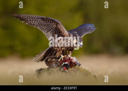 Peregrine falcon with caught kill Pheasant. Beautiful bird of prey feeding on killed big bird on the green mossy rock with dark forest in background. Stock Photo