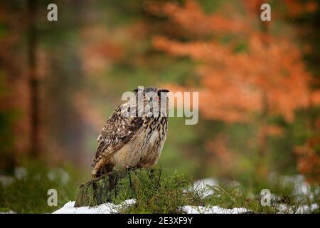 Eurasian Eagle Owl, Bubo Bubo, sitting on the tree branch, wildlife photo in the forest with orange autumn colours, Slovakia. Bird in the forest.
