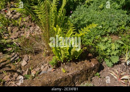 Bright Green Spring Leaves of a Hart's Tongue Fern (Asplenium scolopendrium) Growing in a Stone garden in Rural Devon, England, UK Stock Photo