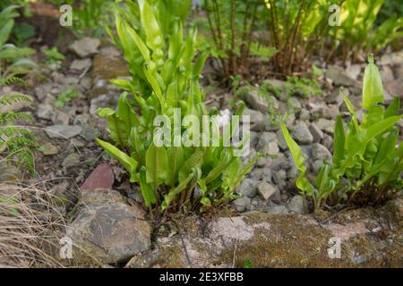 Bright Green Spring Leaves of a Hart's Tongue Fern (Asplenium scolopendrium) Growing in a Stone garden in Rural Devon, England, UK Stock Photo