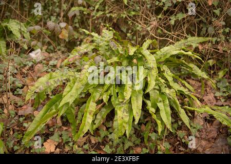 Bright Green Spring Leaves of a Hart's Tongue Fern (Asplenium scolopendrium) Growing in a Stone garden in Rural Devon, England, UK Stock Photo