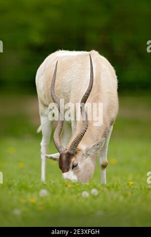 Addax nasomaculatus, white screwhorn antelope in the nature habitat. Beautiful animal with big horns, addax from Niger in Africa. Wildlife scene from Stock Photo