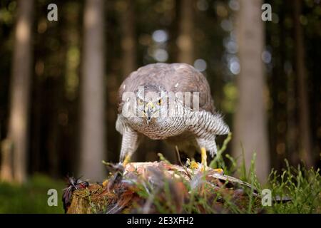 Goshawk with killed Common Pheasant on the moss in green forest, bird of prey in the nature habitat, Germany. Bird bahaviour, wildlife scene from natu Stock Photo