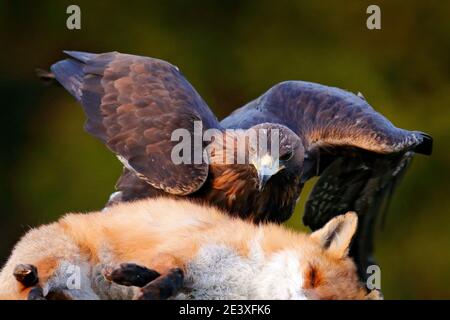 Golden Eagle feeding on kill Red Fox in the forest during rain and snowfall. Bird behaviour in the nature.  Action food scene with brown bird of prey, Stock Photo