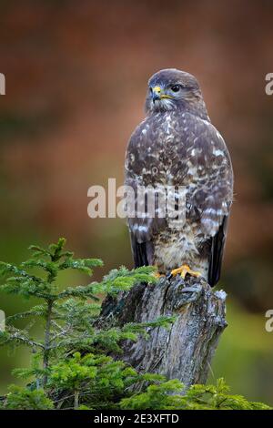 Buzzard in the forest. Autumn wildlife Bird of prey Common Buzzard, Buteo buteo, sitting on coniferous spruce tree branch. Wildlife scene from the nat Stock Photo