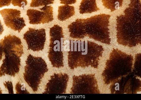 Detail of spotted fur coat of giraffe. Beautiful close-up detail from nature. Evening light Tshukudu near Kruger NP, South Africa. Fur of big orange a Stock Photo