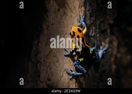 Ranitomeya fantastica Varadero, Red-headed poison frog in the nature forest habitat. Dendrobates  frog from central Peru east of the into Brazil. Beau Stock Photo