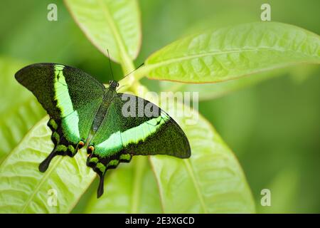 Papilio palinurus, Green emerald swallowtail butterfly. Insect in the nature habitat, sitting in green leaves, Indonesia, Asia. Wildlife scene from gr Stock Photo
